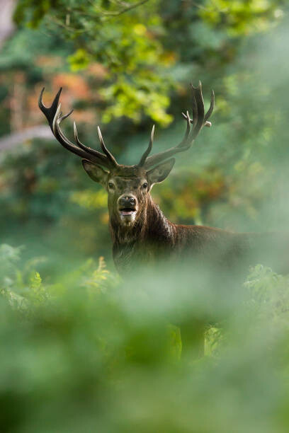 Μπλουζάκι Red deer