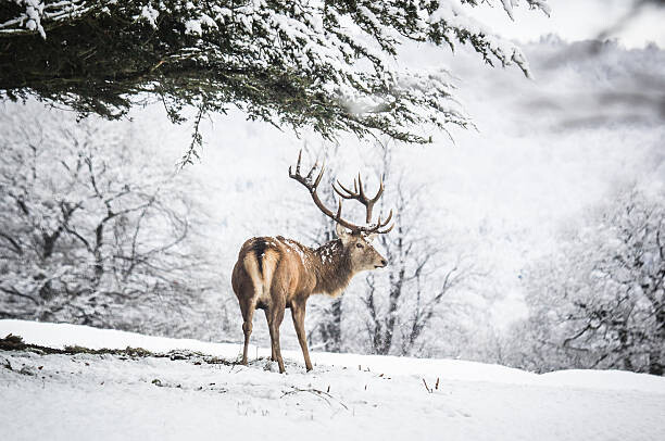 Αυτοκόλλητο Red Deer Stag