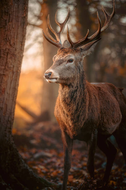 Тениска Red Deer Stag Portrait