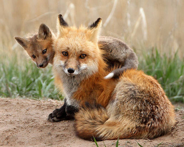Μπλουζάκι Red fox