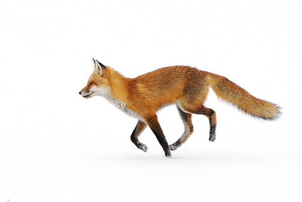 Sticker Red Fox in snow