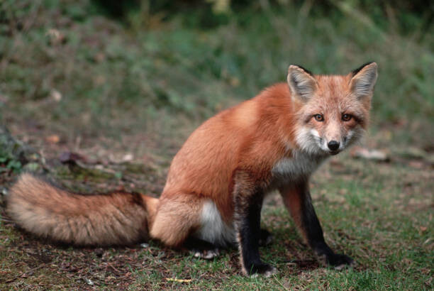 Μπλουζάκι Red Fox Sitting