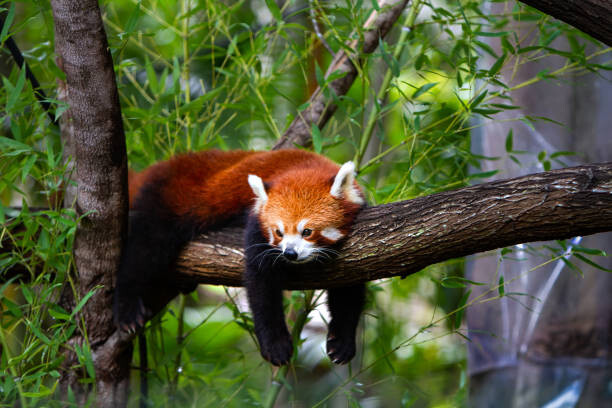 Sticker Red panda