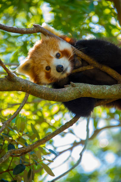 Sticker Red Panda