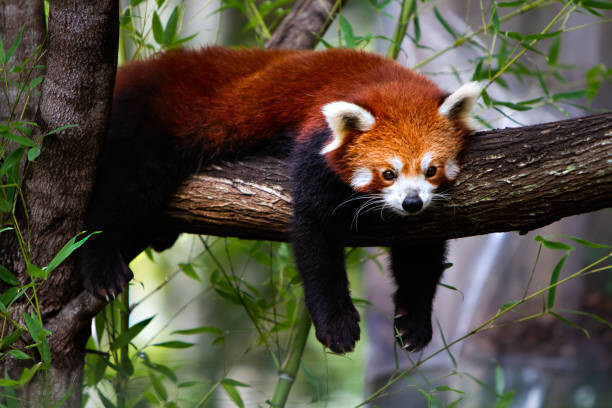 Sticker Red panda