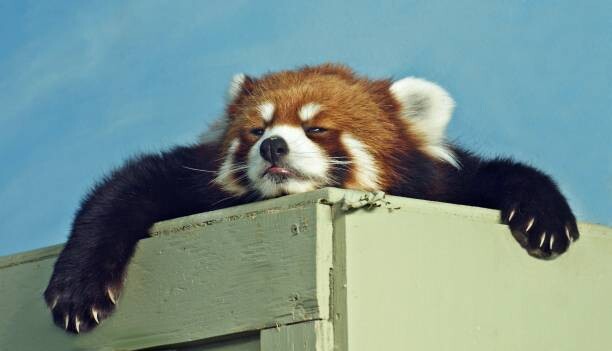 Sticker Red Panda ready for a nap
