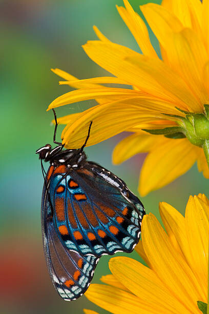 Sticker Red-spotted Purple Butterfly Limenitis arthemis