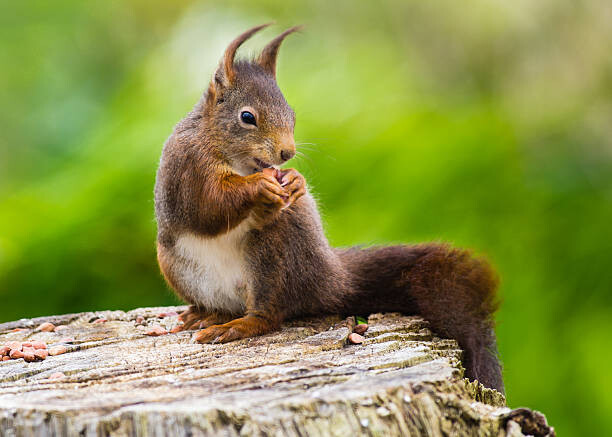 Μπλουζάκι Red Squirrel (Sciurus vulgaris)