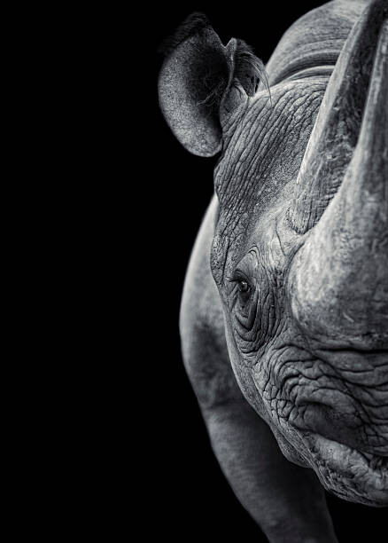 Αυτοκόλλητο Rhinoceros