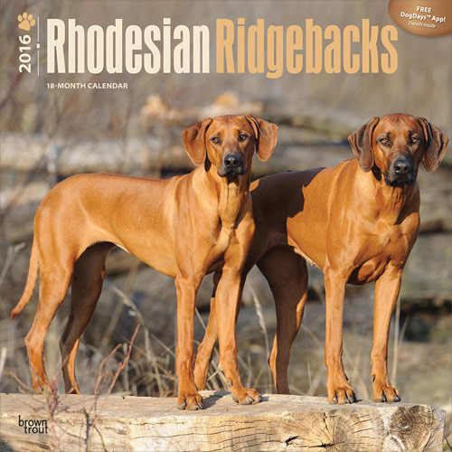 Rhodesian Ridgebacks - Wall Calendars | Large selection