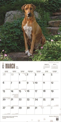 Calendar 2021 Rhodesian Ridgebacks