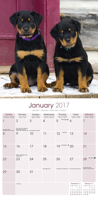 Calendar 2021 Rottweiler