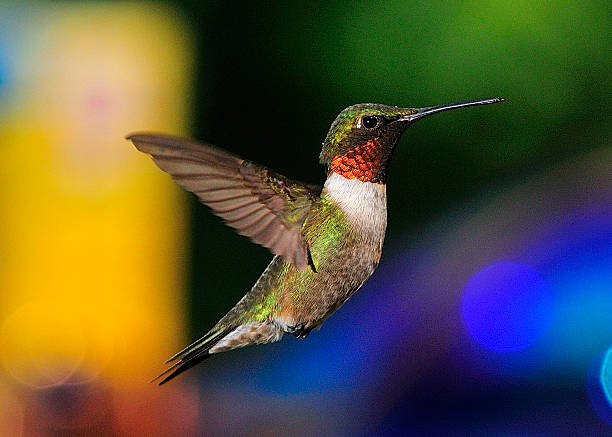 Sticker Ruby Throated Hummingbird