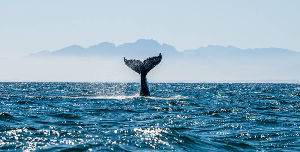 Sticker Seascape with Whale tail.