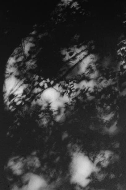 Autocolante Shadows of tree branches on a white wall