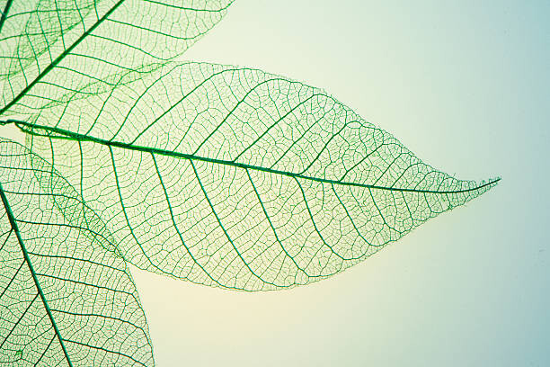 Μπλουζάκι Skeleton Leaves Flower