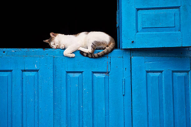 Наклейка Sleeping cat