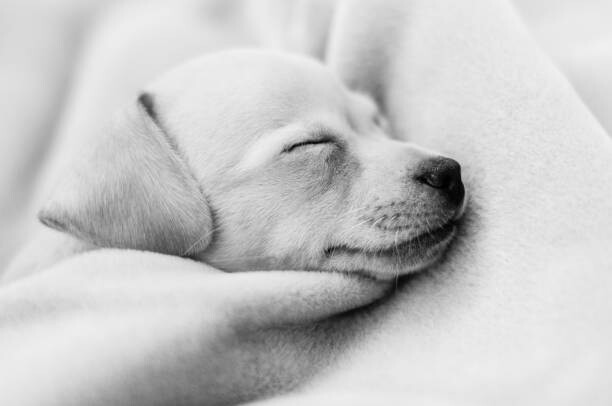 Тениска Sleeping Chihuahua, Mexico