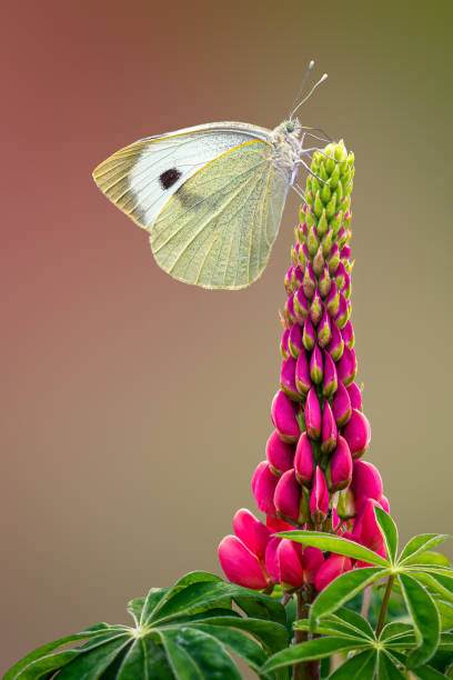 Naljepnica Small White Pieris rapae on Lupin,London,United