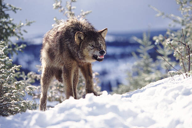 Αυτοκόλλητο Snarling Wolf
