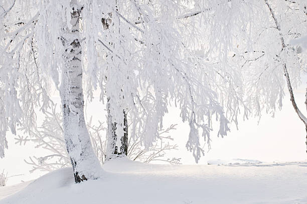 Μπλουζάκι Snow and frost on tree branches