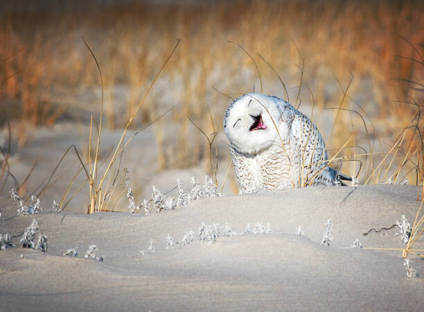 Sticker Snowy Owl Having a Good Laugh