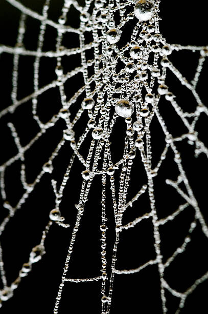 Αυτοκόλλητο Spider Web