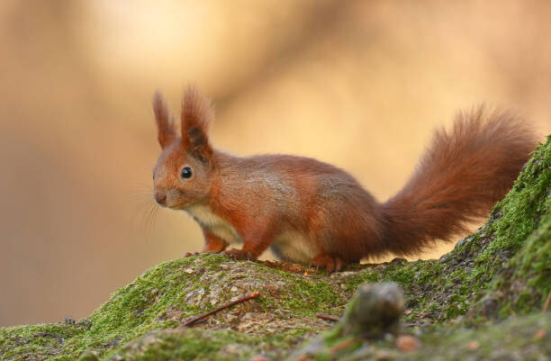 Тениска Squirell