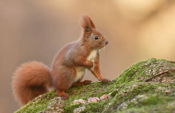 Μπλουζάκι Squirell