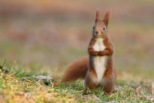 Μπλουζάκι Squirell
