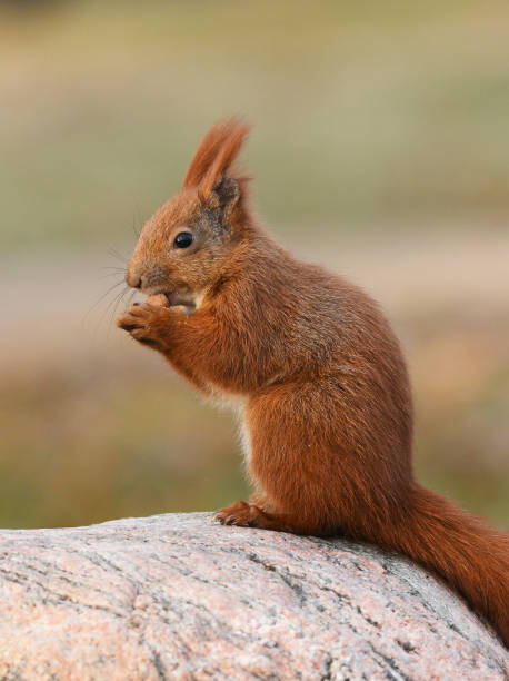 Μπλουζάκι Squirell