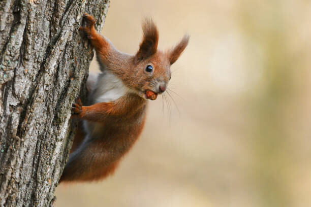 Μπλουζάκι Squirell