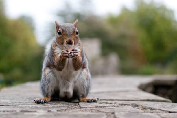 Μπλουζάκι Squirell