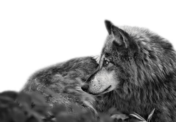 Тениска Stunning profile portrait of handsome Gray Wolf