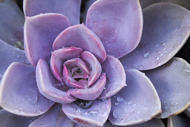 Αυτοκόλλητο Succulent flowerbeds