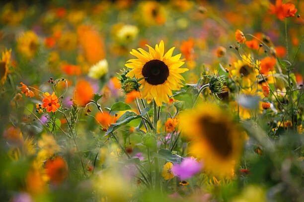 Sticker Summer meadow with sunflowers