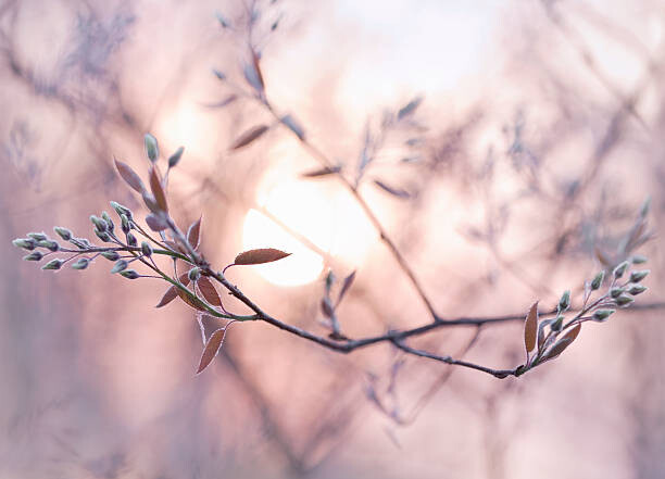 Μπλουζάκι Sun shining through branches with dew covered buds