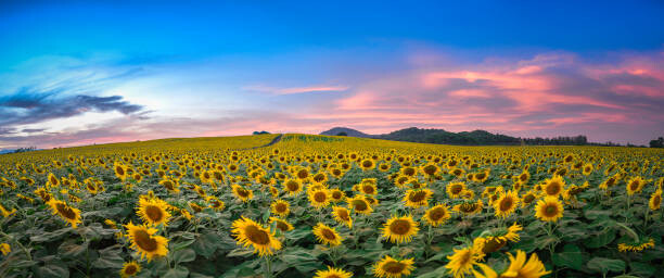 Sticker Sunflower field at sunset