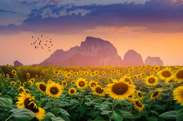 Sticker Sunflower field with the evening sun