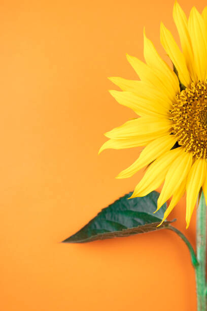 Αυτοκόλλητο Sunflower