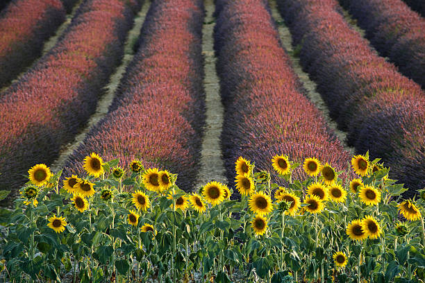 Sticker Sunflowers, lavender, Valensole, Provence, France