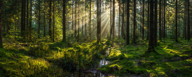 Αυτοκόλλητο Sunlight streaming through forest canopy illuminated