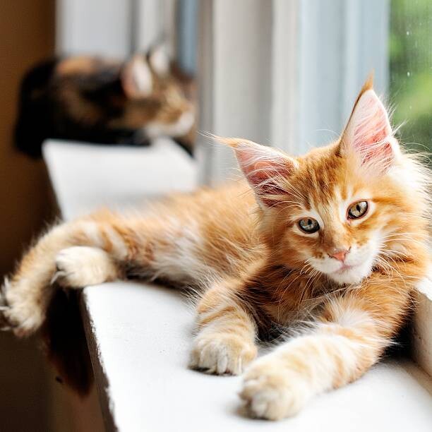 Αυτοκόλλητο Super Casual Kitten