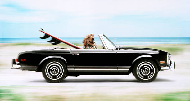 Наклейка Surfer dog