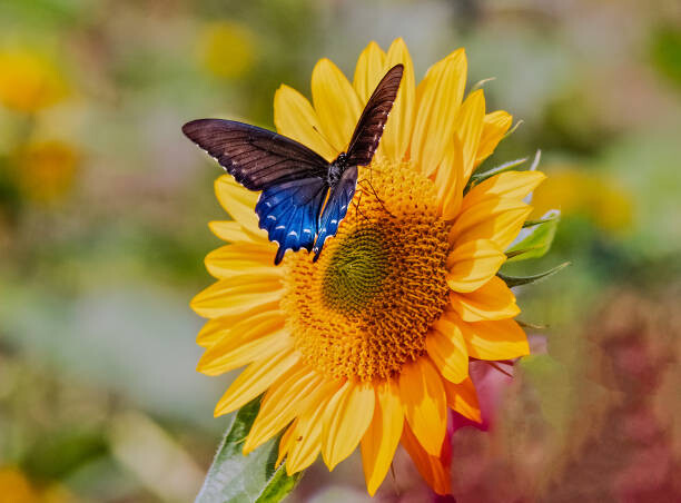 Sticker Swallowtail on Sunflower