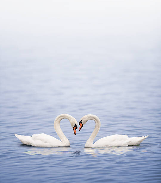 Sticker Swans on a lake happily in love