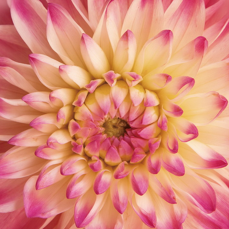 Tableau sur verre Flowers - Pink Gerbera