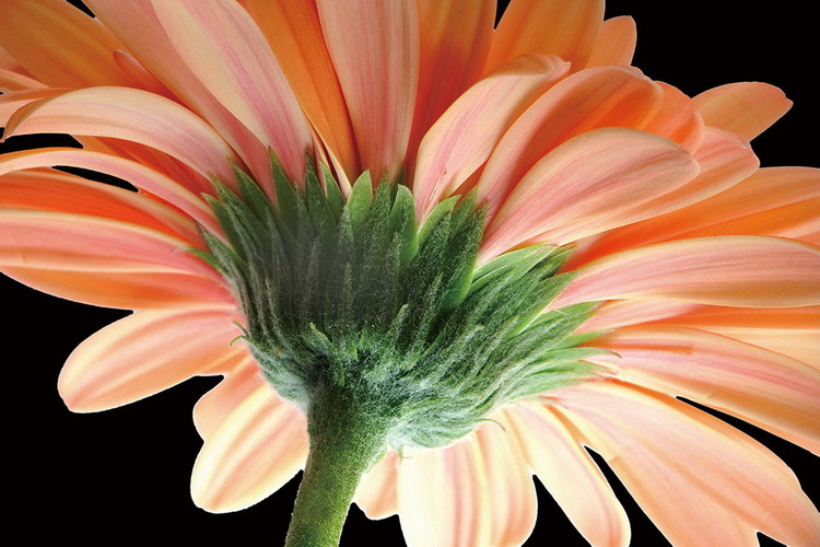 Tableau sur verre Gerbera - Orange