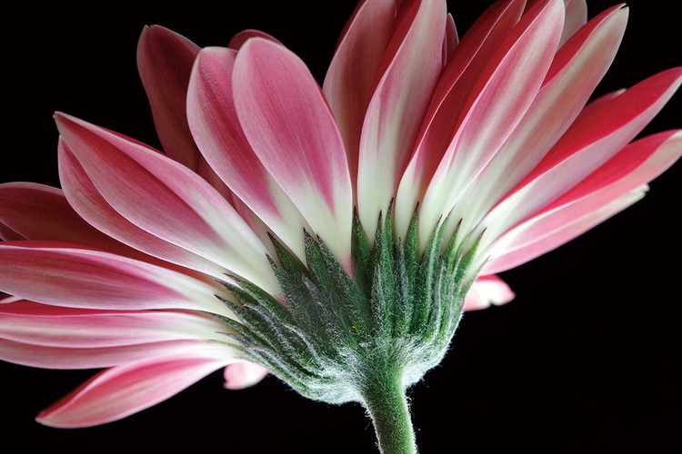 Tableau sur verre Gerbera - Pink