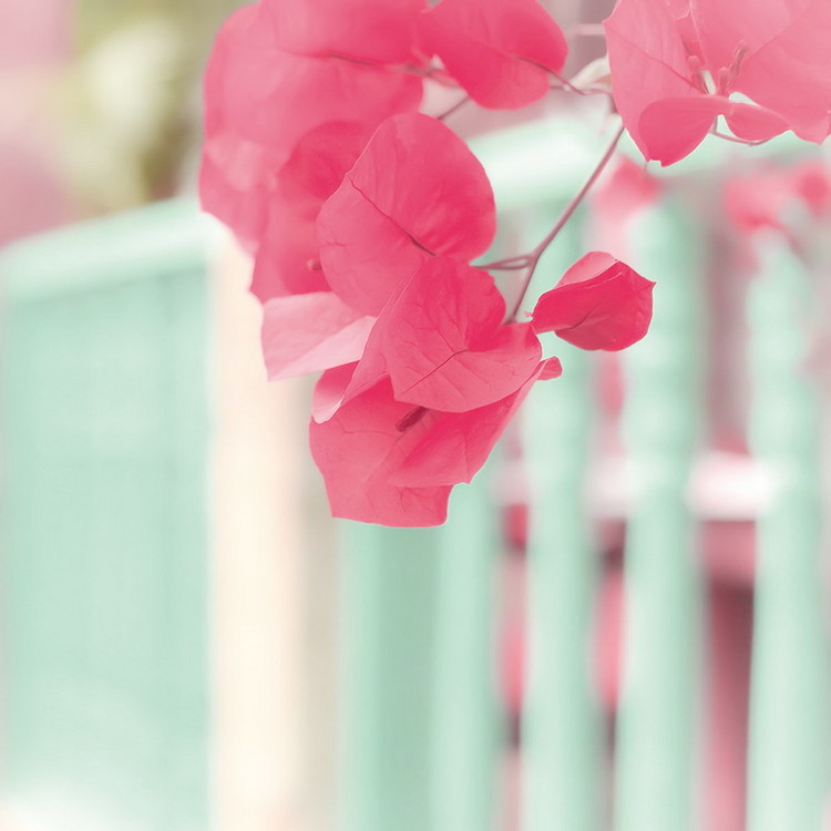 Tableau sur verre Pink Blossoms and Fence